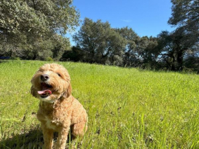 New Oak Haven Dog-Friendly big yard Hwy12 & 101